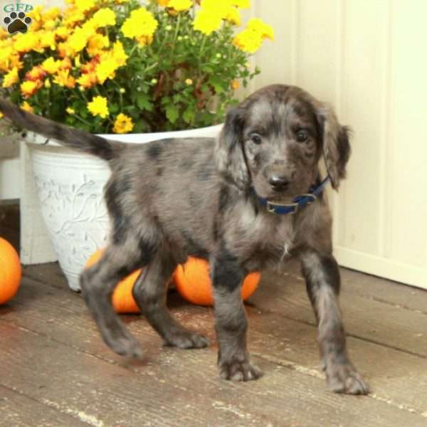 Tommy, Goldendoodle Puppy