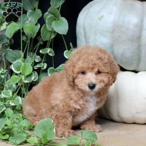 Tommy, Bich-Poo Puppy