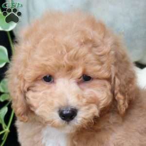 Tommy, Bich-Poo Puppy