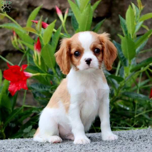 Tonka, Cavalier King Charles Spaniel Puppy