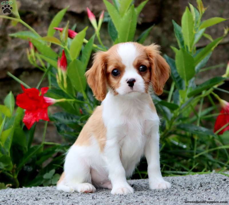 Tonka (Cavalier King Charles Spaniel, Male) in Narvon, PA