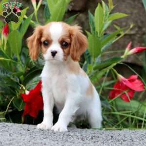 Tonka, Cavalier King Charles Spaniel Puppy