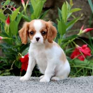 Tonka, Cavalier King Charles Spaniel Puppy