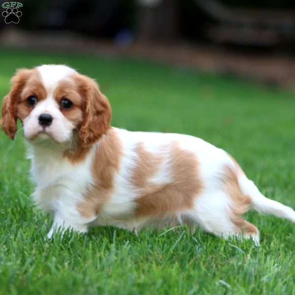 Tonya, Cavalier King Charles Spaniel Puppy
