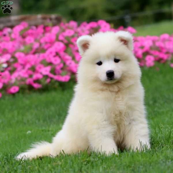 Tonya, Samoyed Puppy