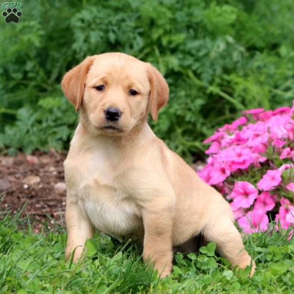Tonya, Yellow Labrador Retriever Puppy