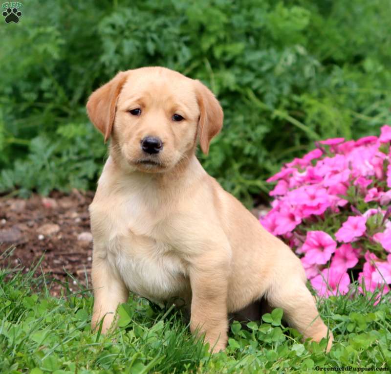 Tonya (Labrador, Female) in Honey Brook, PA