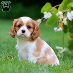 Tonya, Cavalier King Charles Spaniel Puppy