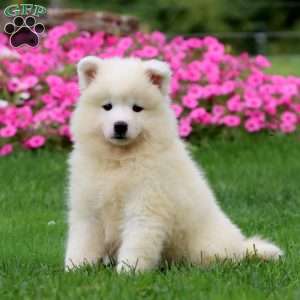 Tonya, Samoyed Puppy