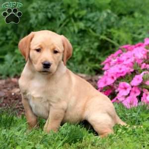 Tonya, Yellow Labrador Retriever Puppy
