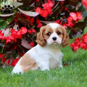 Tonya, Cavalier King Charles Spaniel Puppy
