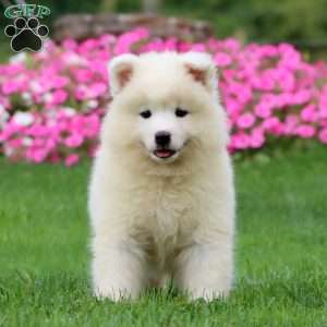Tonya, Samoyed Puppy