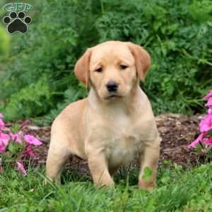 Tonya, Yellow Labrador Retriever Puppy