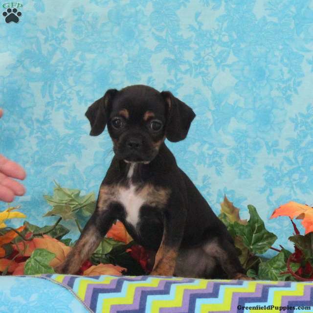 Tootsie, Mixed breed