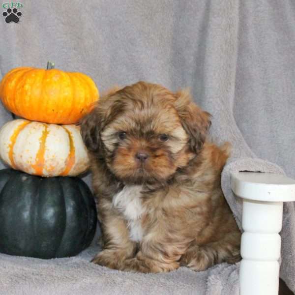 Tootsie, Shih Tzu Puppy