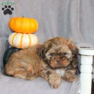 Tootsie, Shih Tzu Puppy