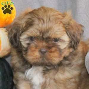 Tootsie, Shih Tzu Puppy
