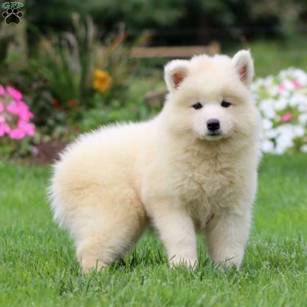 Tootsie, Samoyed Puppy