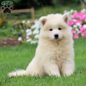 Tootsie, Samoyed Puppy