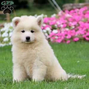 Tootsie, Samoyed Puppy