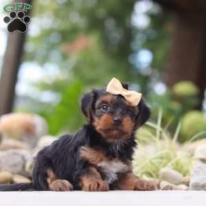 Torte, Yorkie Poo Puppy