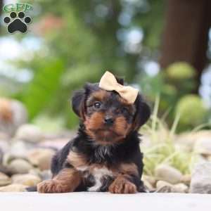 Torte, Yorkie Poo Puppy