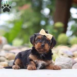 Torte, Yorkie Poo Puppy