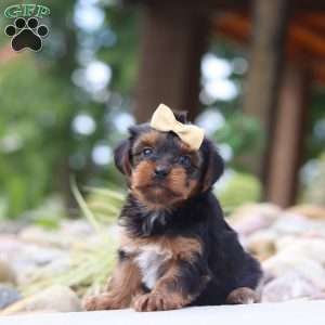 Torte, Yorkie Poo Puppy