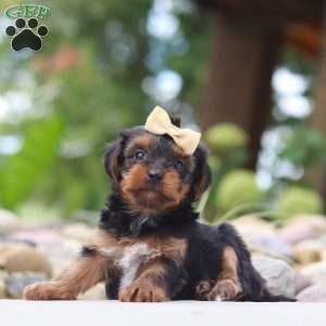 Torte, Yorkie Poo Puppy