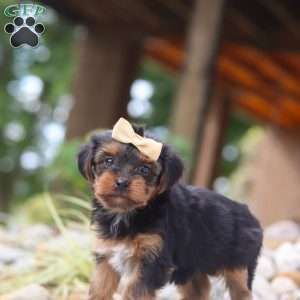 Torte, Yorkie Poo Puppy