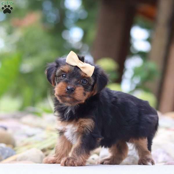 Torte, Yorkie Poo Puppy