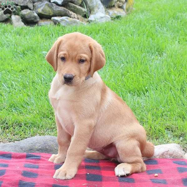 Tova, Fox Red Labrador Retriever Puppy