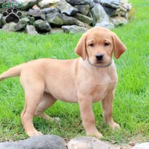 Tova, Fox Red Labrador Retriever Puppy