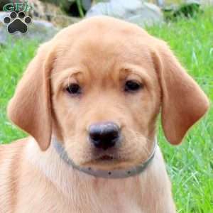 Tova, Fox Red Labrador Retriever Puppy