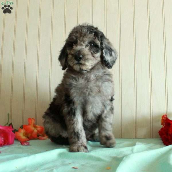 Tracey, Standard Poodle Puppy