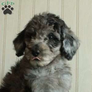 Tracey, Standard Poodle Puppy