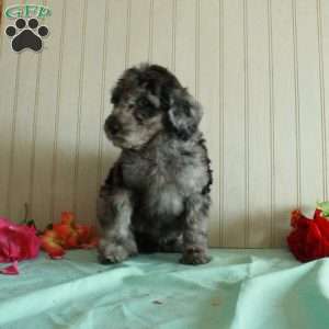 Tracey, Standard Poodle Puppy
