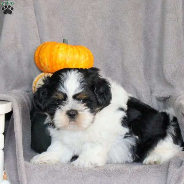 Tracker, Shih Tzu Puppy