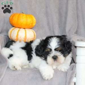 Tracker, Shih Tzu Puppy