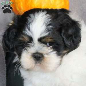 Tracker, Shih Tzu Puppy