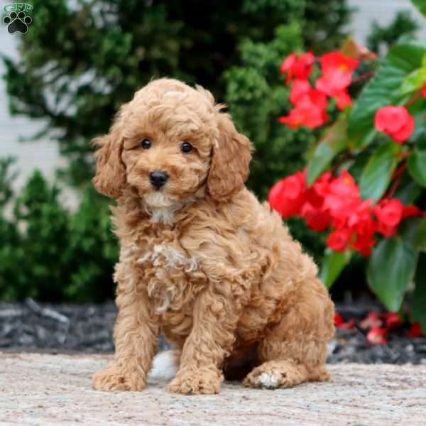 Trek, Miniature Poodle Puppy