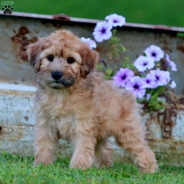 Trek, Mini Whoodle Puppy
