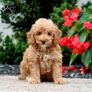 Trek, Miniature Poodle Puppy