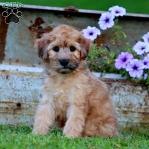 Trek, Mini Whoodle Puppy
