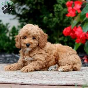 Trek, Miniature Poodle Puppy