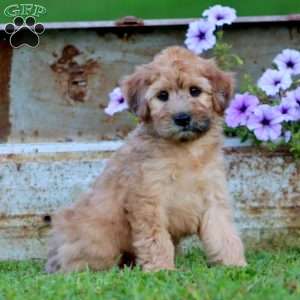 Trek, Mini Whoodle Puppy