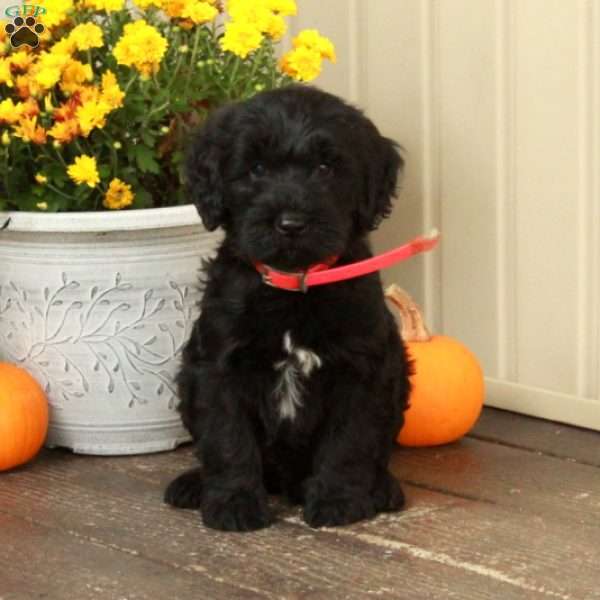 Trent, Goldendoodle Puppy