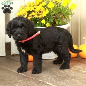 Trent, Goldendoodle Puppy