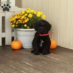 Trent, Goldendoodle Puppy