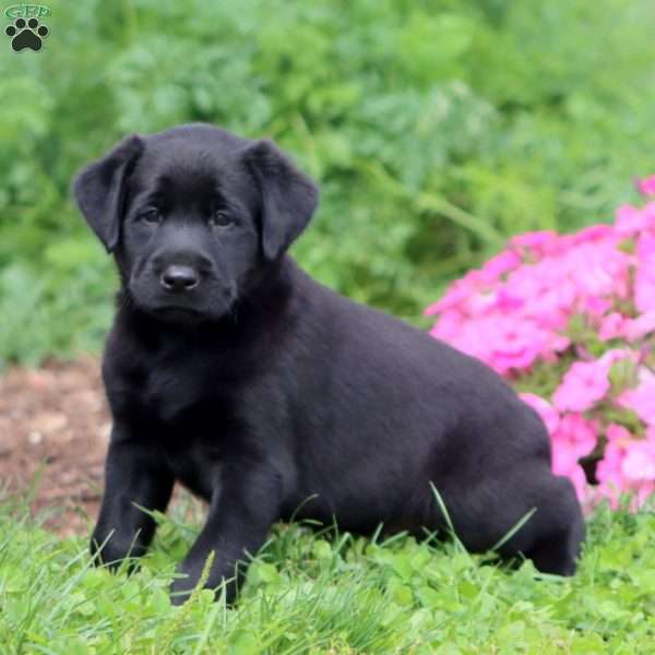 Trent, Black Labrador Retriever Puppy